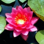    (Nymphaea James Brydon), M red