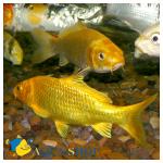 -  (Cyprinus carpio var.), M 