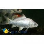 -  (Cyprinus carpio var.), XL 