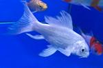 -  (Cyprinus carpio var.), XL 