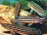   (Julidochromis regani), M 