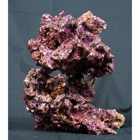   Real Reef Rock (.) MLive rocks Real Reef Rock