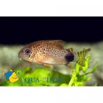   (Corydoras caudimaculatus), M 