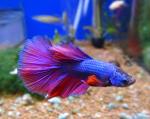   "" (Betta splendens var.), XL  