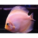    (Symphysodon aequifasciatus var.), S 