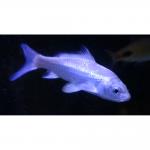 -  (Cyprinus carpio var.), M 