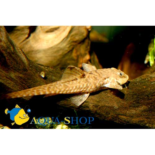   (Rineloricaria formosa), M 