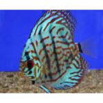    (Symphysodon aequifasciatus var.), S 