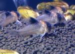   (Corydoras burgessi), M 
