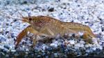    (Procambarus clarkii), S 