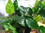    (Anubias barteri var. nana), L  