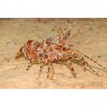 -,   (Saron marmoratus), L