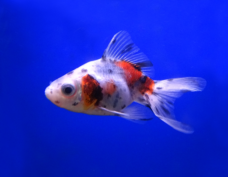   (Carassius auratus var.), S