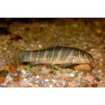   (Botia striata), S