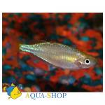   (Melanotaenia praecox), XL
