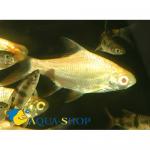    (Barbonymus schwanenfeldii var. albino, Barbus schwanefeldi), L
