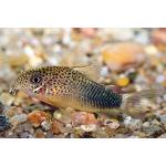   (Corydoras similis), L 