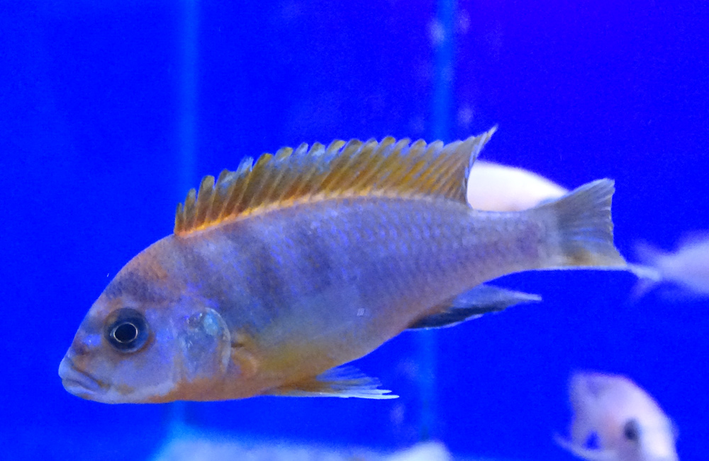 Лабидохромис Хонги (Labidochromis Hongi), S 