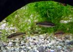   (Neolebias ansorgii), M 