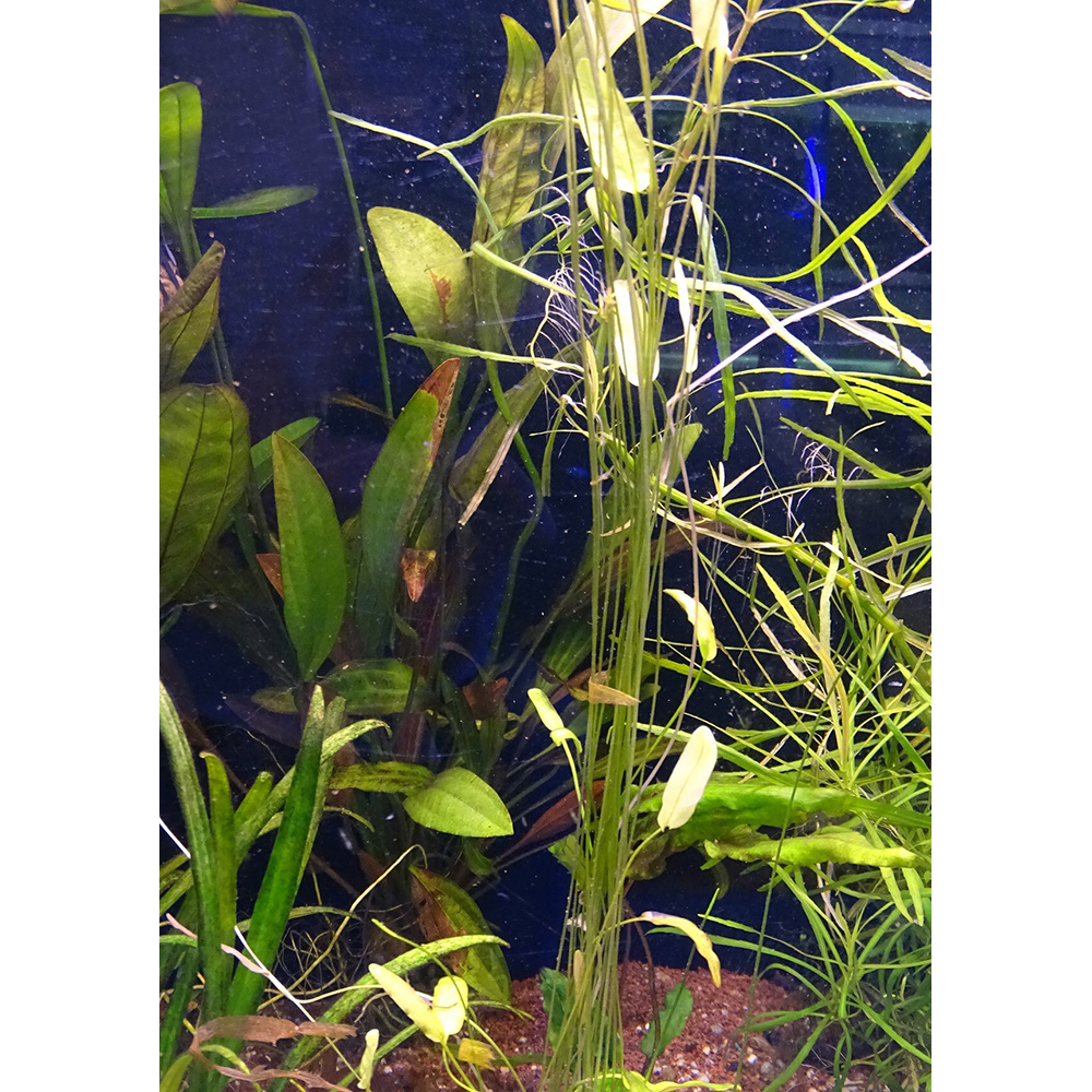 пресноводные аквариумные растения