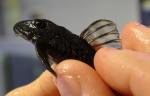  L270, L307, LDA076 (Hypancistrus sp. L270) L 