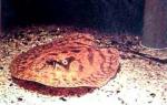    (Potamotrygon hystrix), M 