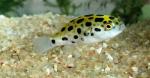   (Tetraodon nigroviridis), L 
