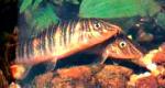   (Sinibotia superciliaris, Botia superciliaris), M