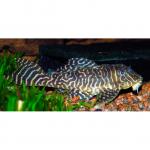  " " L401 (Hypancistrus sp. "Rio Curua" L401), S 