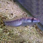   (Channa maruloides), S 