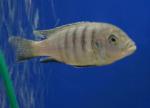   " " (Cynotilapia afra "Gallireya Reef"), S  