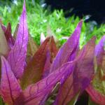   (Alternanthera lilacina), M  (5 )