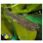 sp. (Gastromyzon sp.), L 