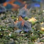   (Corydoras venezuelanus), L 