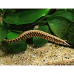   (Macrognathus circumcinctus, Mastacembelus circumcinctus), L 