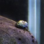    (Theodoxus fluviatilis), M 