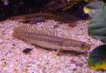   "" (Polypterus bichir lapradei), M 