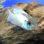  " " (Andinoacara pulcher "Electric Blue"), XXL 