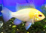   "" (Microgeophagus ramirezi var), M 
