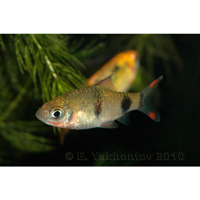 - (Puntius filamentosus, Barbus filamentosus), L 