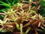  "`"  (Rotala rotundifolia), M 