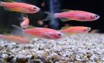   "" (Danio rerio, Brachydanio rerio), L 