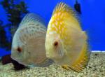   -   (Symphysodon aequifasciatus var.), M 