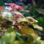   (Ludwigia palustris), M  () 