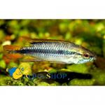  ,   (Apistogramma agassizii), L 