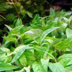   (Staurogyne repens), M   