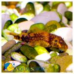    (Ancistrus cirrhosus), XXL 