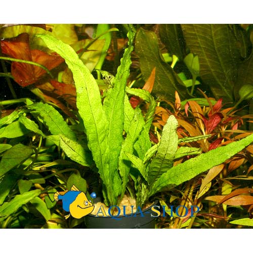  "" (Microsorum "Narrow"), L 
