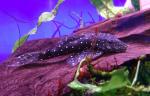  "" L107 (Ancistrus sp. L107, L184), L 