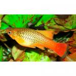    (Xiphophorus maculatus var.), S 
